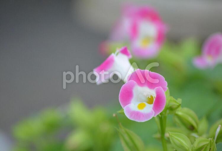 小さく可憐な花　トレニア 植物,花,ピンクの写真素材