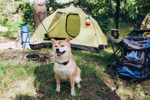 リードにつながれた犬 犬,テント,キャンプの写真素材