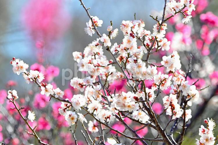 平芝梅林公園の白い梅の花 白梅,梅,花の写真素材