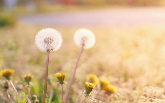 西日差す温かみのあるタンポポの綿毛 タンポポ,綿毛,素材の写真素材