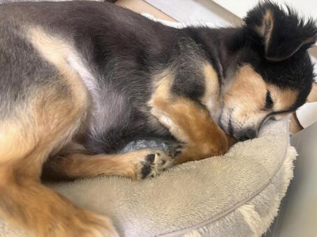 寝る犬 爆睡,睡眠,気持ちいいの写真素材