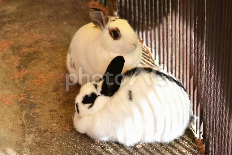 うさぎ うさぎ,動物,兎の写真素材