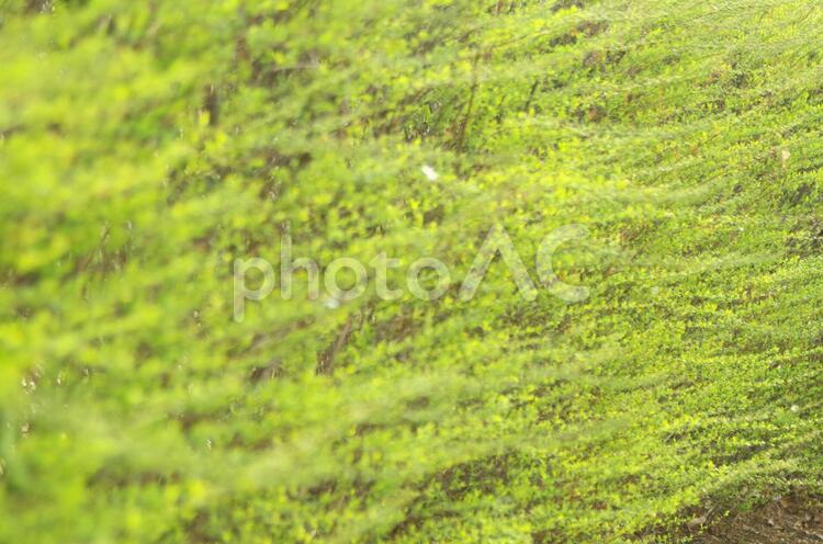 新緑の緑模様 新緑,初夏,若葉の写真素材
