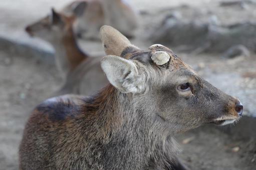 【奈良県】奈良公園の鹿 奈良県,奈良市,奈良公園の写真素材