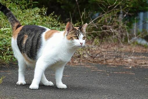かわいい三毛猫 ネコ,保護猫,ニャンコの写真素材