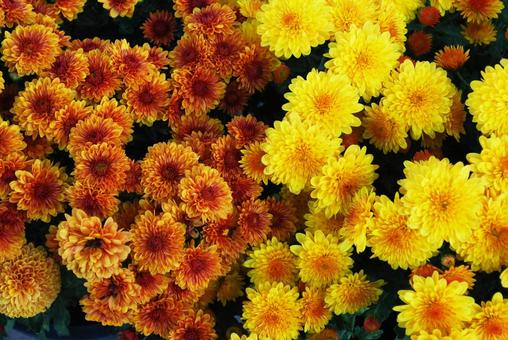 二色の菊　オレンジ・黄色 日差し,菊,オレンジの写真素材