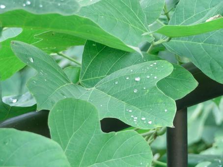 アオギリの写真