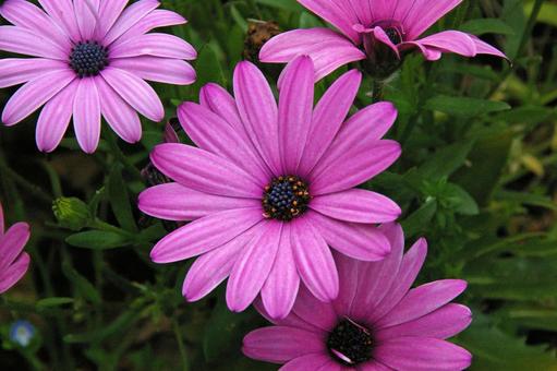 アフリカン・デージー アフリカン,デージー,africanの写真素材