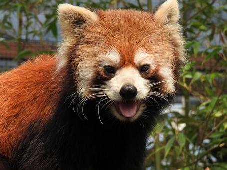 レッサーパンダ レッサーパンダ レッサーパンダ,カメラ目線,アップの写真素材