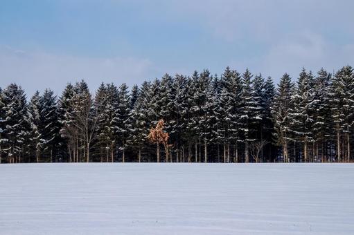 雪原と冬の松林 雪原と冬の松林の写真