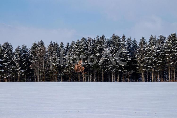 雪原と冬の松林 森,雪原,雪の写真素材