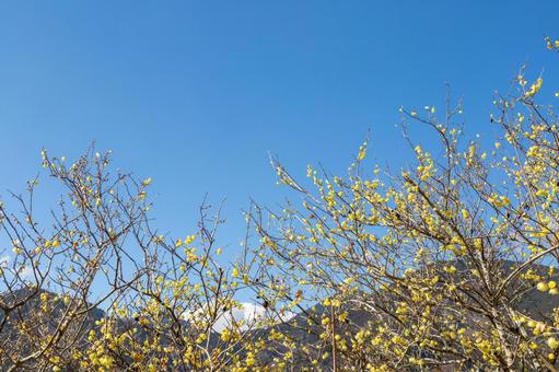 青空に映える満開のロウバイ ロウバイ,花,黄色の写真素材