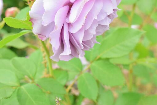 気品 気品の写真