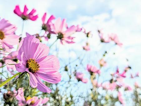 色鮮やかな秋桜 植物,コスモス,自然の写真素材