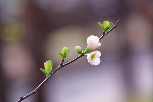 咲始めた小さな梅の花の写真