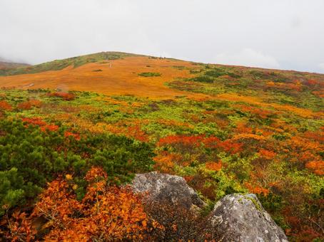 紅葉の栗駒山(須川岳) 紅葉の栗駒山(須川岳) 栗駒山,須川岳,神の絨毯の写真素材