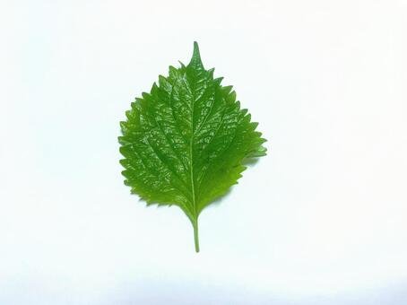 大葉 大葉,紫蘇,一枚の写真素材