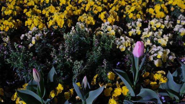 flower bed, JPG