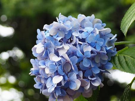 紫陽花 あじさい,アジサイ,6月の写真素材