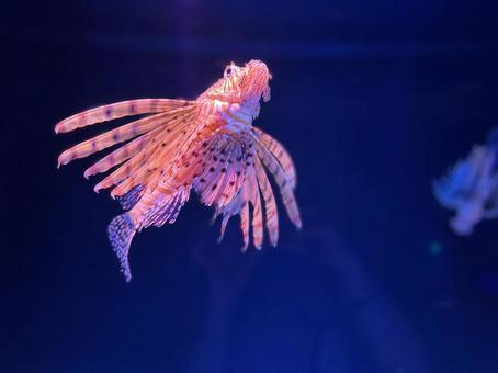 ハナミノカサゴ 水族館 ハナミノカサゴ 水族館 カサゴ,ミノカサゴ,海の写真素材