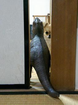 ゴジラVSチワワ ゴジラVSチワワの写真