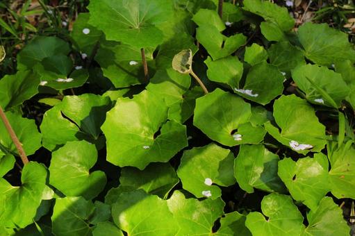 【植物の写真】ツワブキの葉 【植物の写真】ツワブキの葉の写真