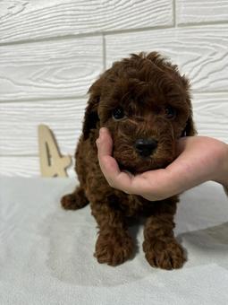 きょうのわんこ きょうのわんこの写真