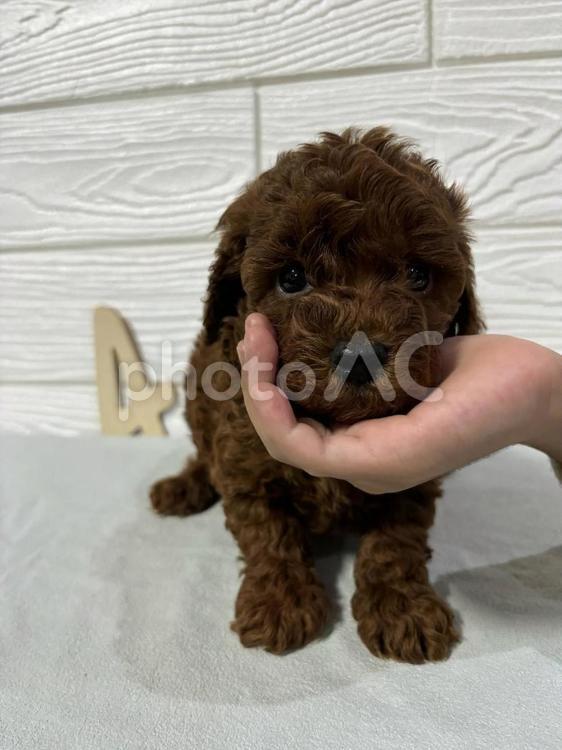 きょうのわんこ プードル,かわいい,癒しの写真素材
