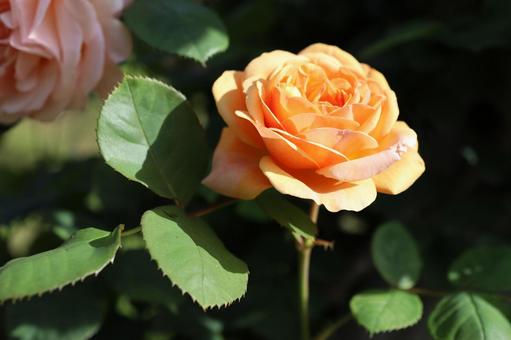 バラ園に咲く黄色い薔薇を撮りました バラ園に咲く黄色い薔薇を撮りましたの写真