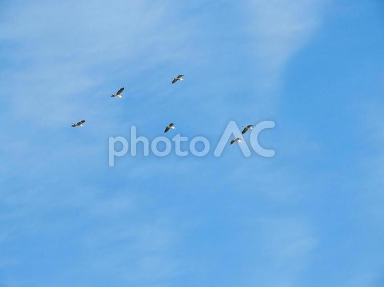 青空を飛ぶアオサギの群れ 青空,背景,青空と雲の写真素材