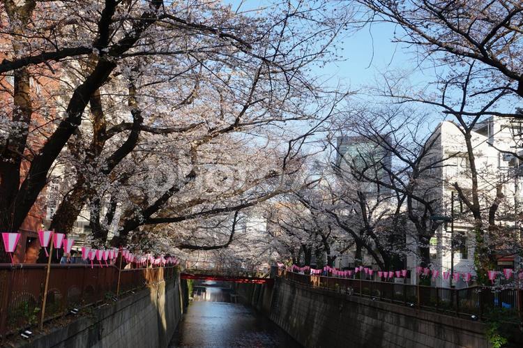 中目黒の桜並木 ピンク,pink,桜の写真素材