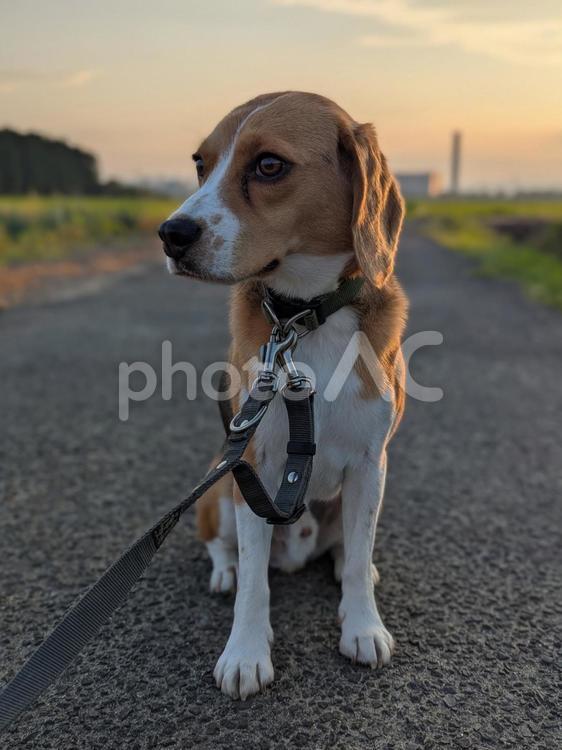 ビーグルの子犬と夕暮れ 犬,ビーグル,ペットの写真素材