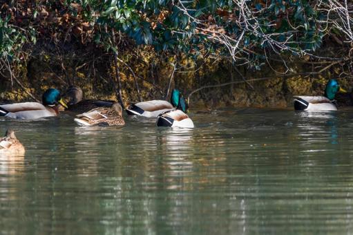 水面を泳ぐカルガモとマガモ 水面を泳ぐカルガモとマガモの写真