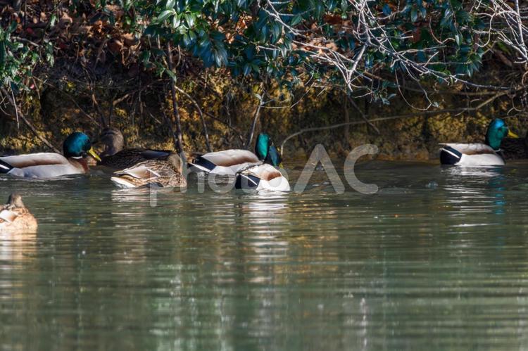 水面を泳ぐカルガモとマガモ カルガモ,マガモ,鴨の写真素材