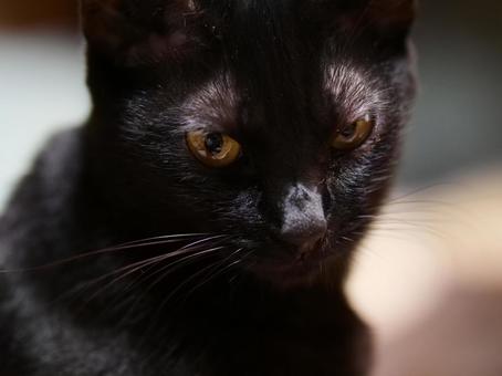 見つめる黒猫 見つめる黒猫 ネコ,黒猫,ねこの写真素材