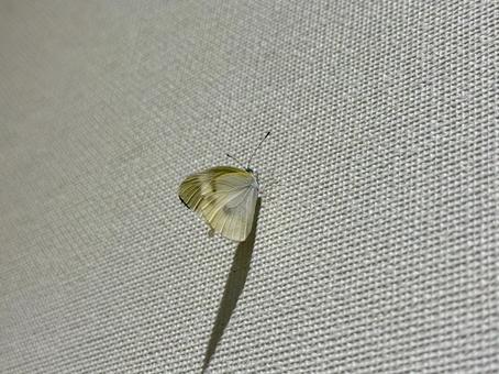 Image of a moth resting on a wall, moth, wall, wallpaper, JPG