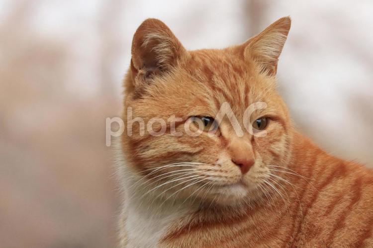 公園で暮らす猫 ネコ,野良猫,猫の写真素材