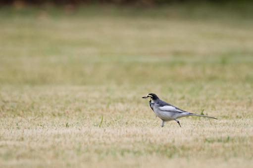 ハクセキレイ⒂の写真