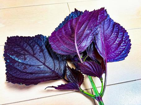 シソの葉 シソの葉 しそ,葉,紫の写真素材