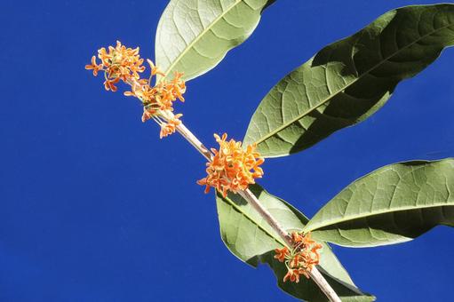 キンモクセイの花 花木,金木犀,クローズアップの写真素材