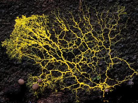 美しい変形菌 変形菌,粘菌,変形体の写真素材