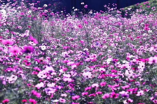華やかなコスモス畑 華やかなコスモス畑 コスモス,秋,花の写真素材