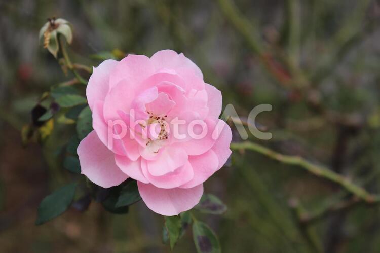 世界の殿堂入りしたフランス産の薔薇、ボニカ 薔薇,綺麗,植物の写真素材