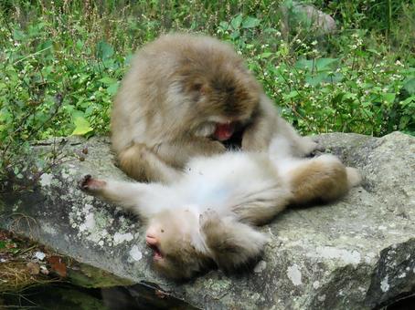 無防備な猿 無防備な猿の写真