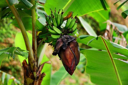 バナナ バナナ,食べ物,植物の写真素材