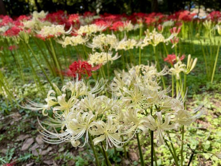 紅白のヒガンバナ(彼岸花) 紅白のヒガンバナ(彼岸花) ヒガンバナ,秋,9月の写真素材
