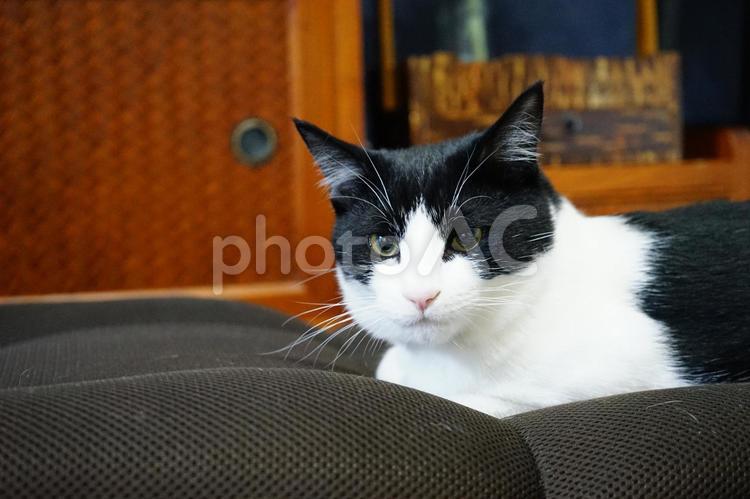 和室と猫 猫,和室,和風の写真素材