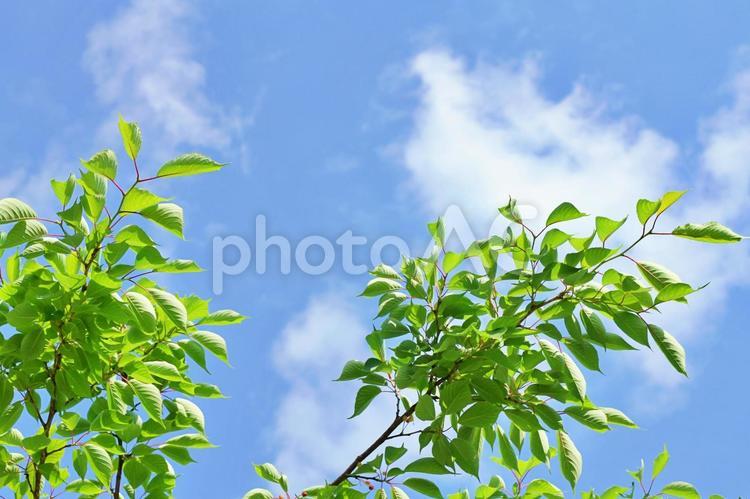 環境イメージ素材：新緑と青空 青空,新緑,緑の写真素材