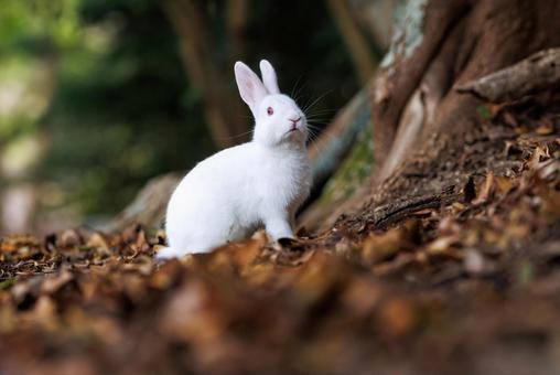 The rabbits of Okunoshima, JPG