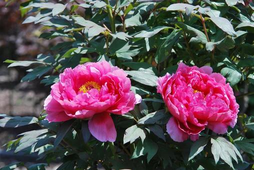 ボタンの花 ボタンの花の写真